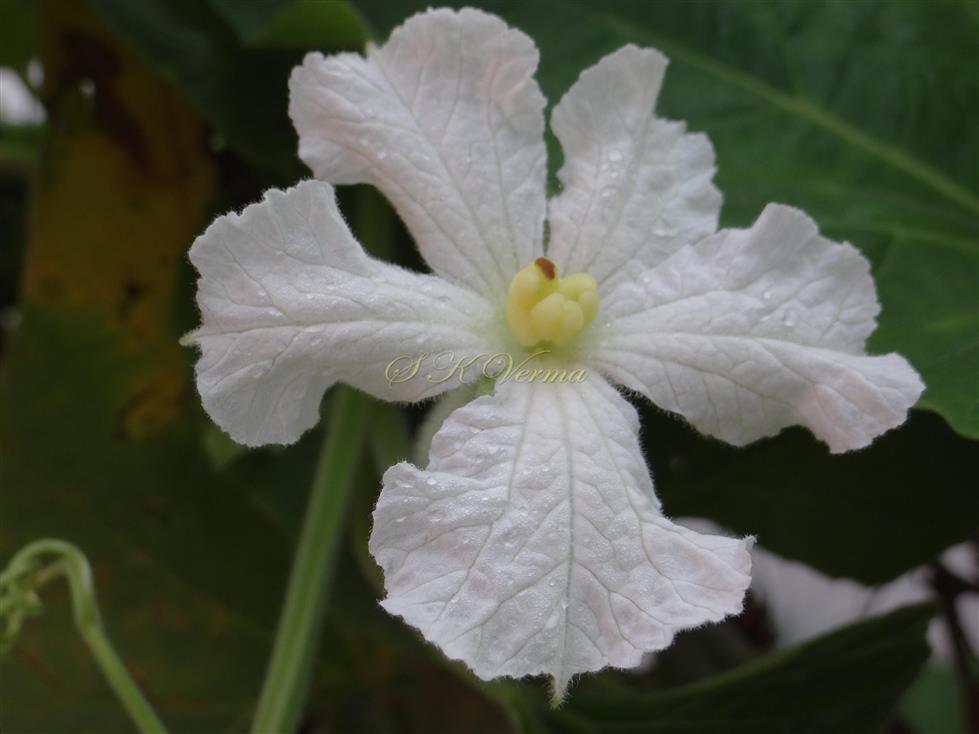  Female Flower